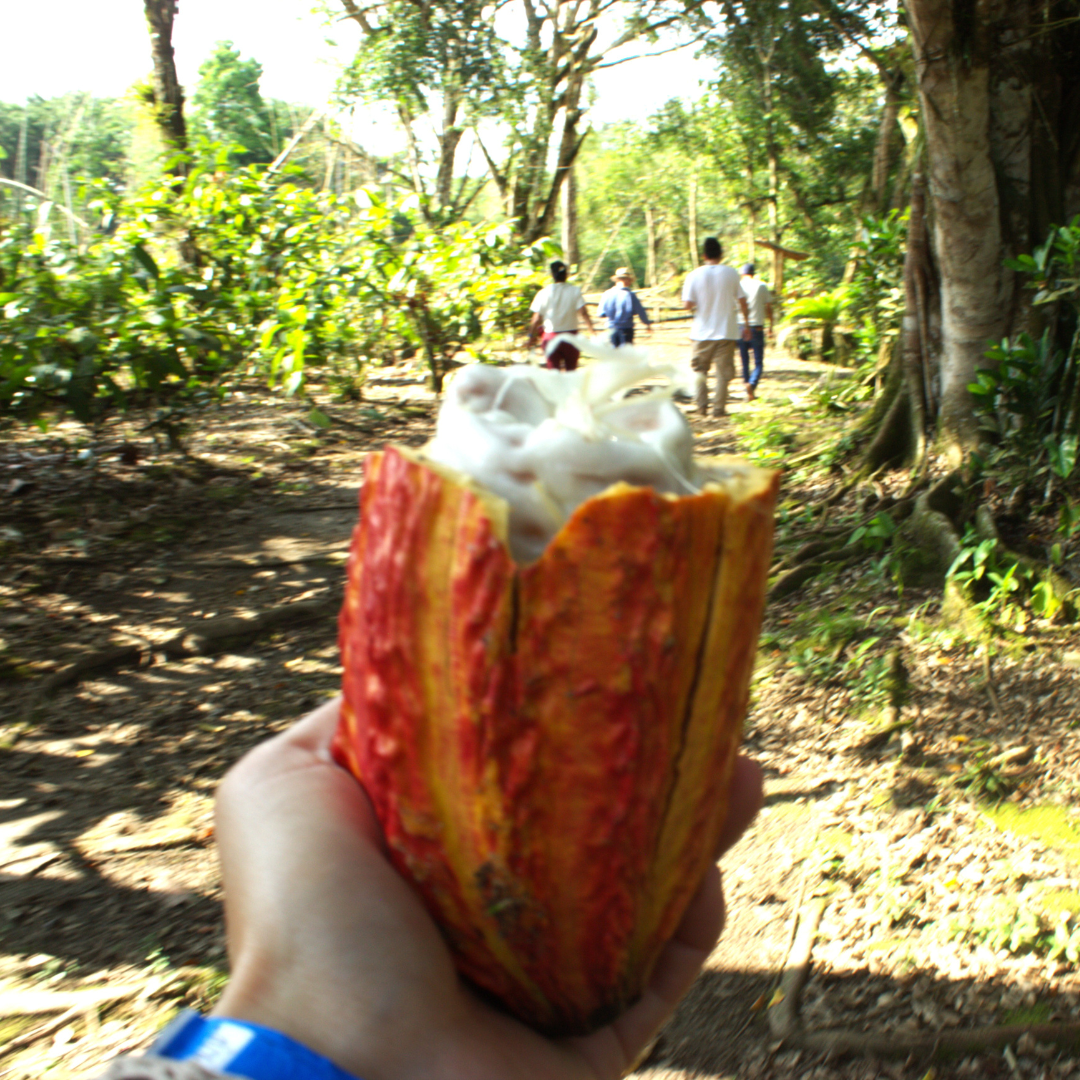 Solsticio de Conexión Consciente Puerto Quito - Imagen 2